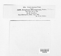 Entyloma menispermi image